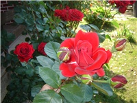 743f01aa-Picture 005.jpg